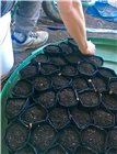 Pot géotextile propagation pour semis de 1 litre